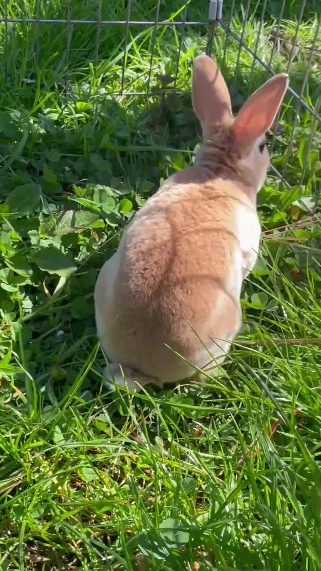 Rex rabbits for sale: 5 week old pure mini Rex💖💙 - Video 1