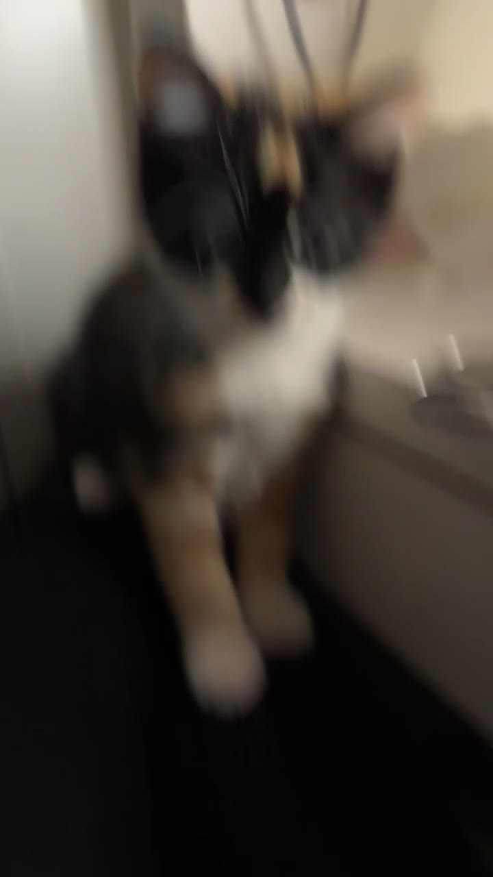 Mixed Breed cats for sale: 3 mix breed kittens  - Video 5