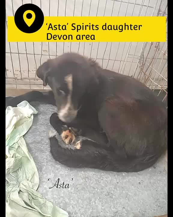 Mixed Breed dogs for adoption: Asta, 14 month approx. Available for adoption. in Brixham - Video 1