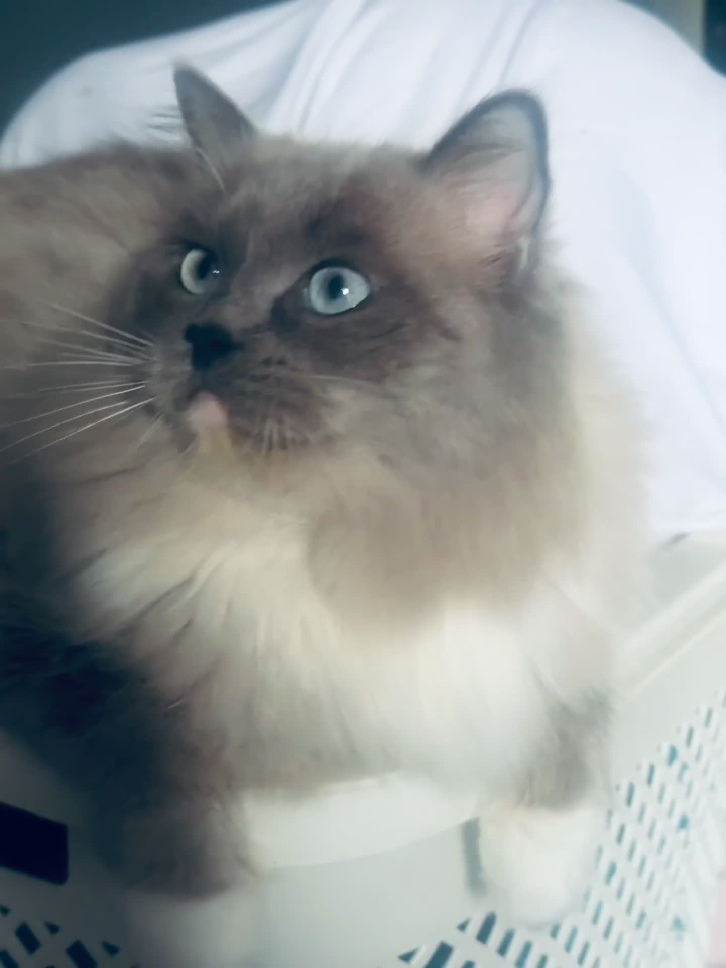 Ragdoll cats for sale: Blue pointed full pedigree tica girl  - Video 1