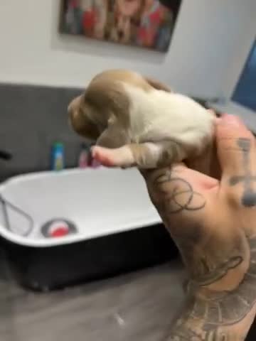Dachshund dogs for sale: Darla and her babies  in Newport - Video 1