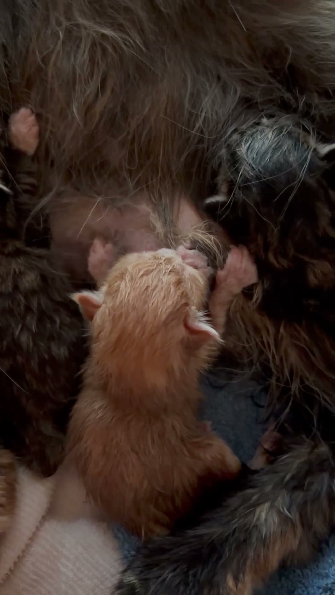 Maine Coon cats for sale: Maine Coon mixed kittens  - Video 1
