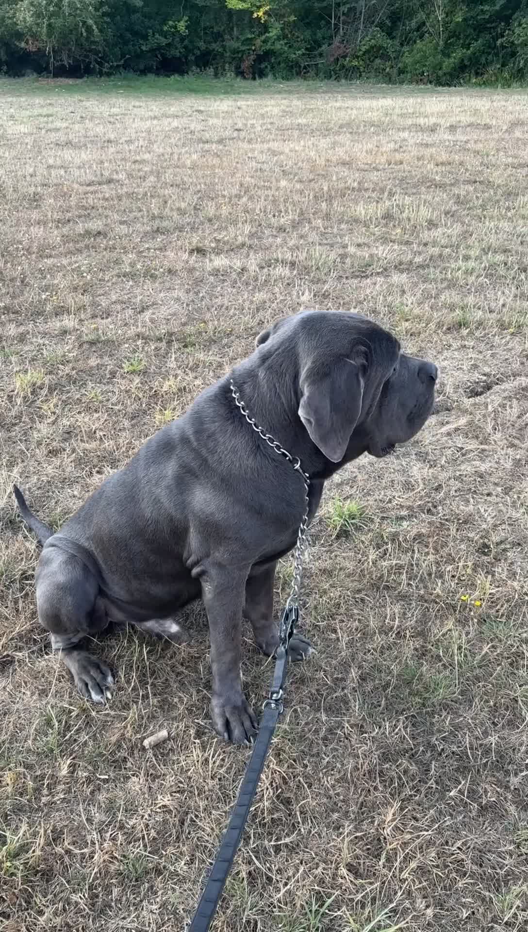 Cane Corso dogs for stud: Big boy chaos🐾 - Video 1