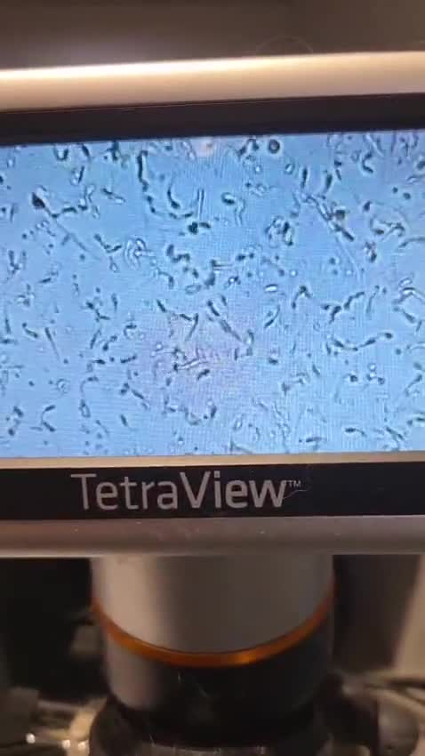 Miniature Dachshund dogs for stud: Kc registered Long-haired mini dachshund stud - Video 1