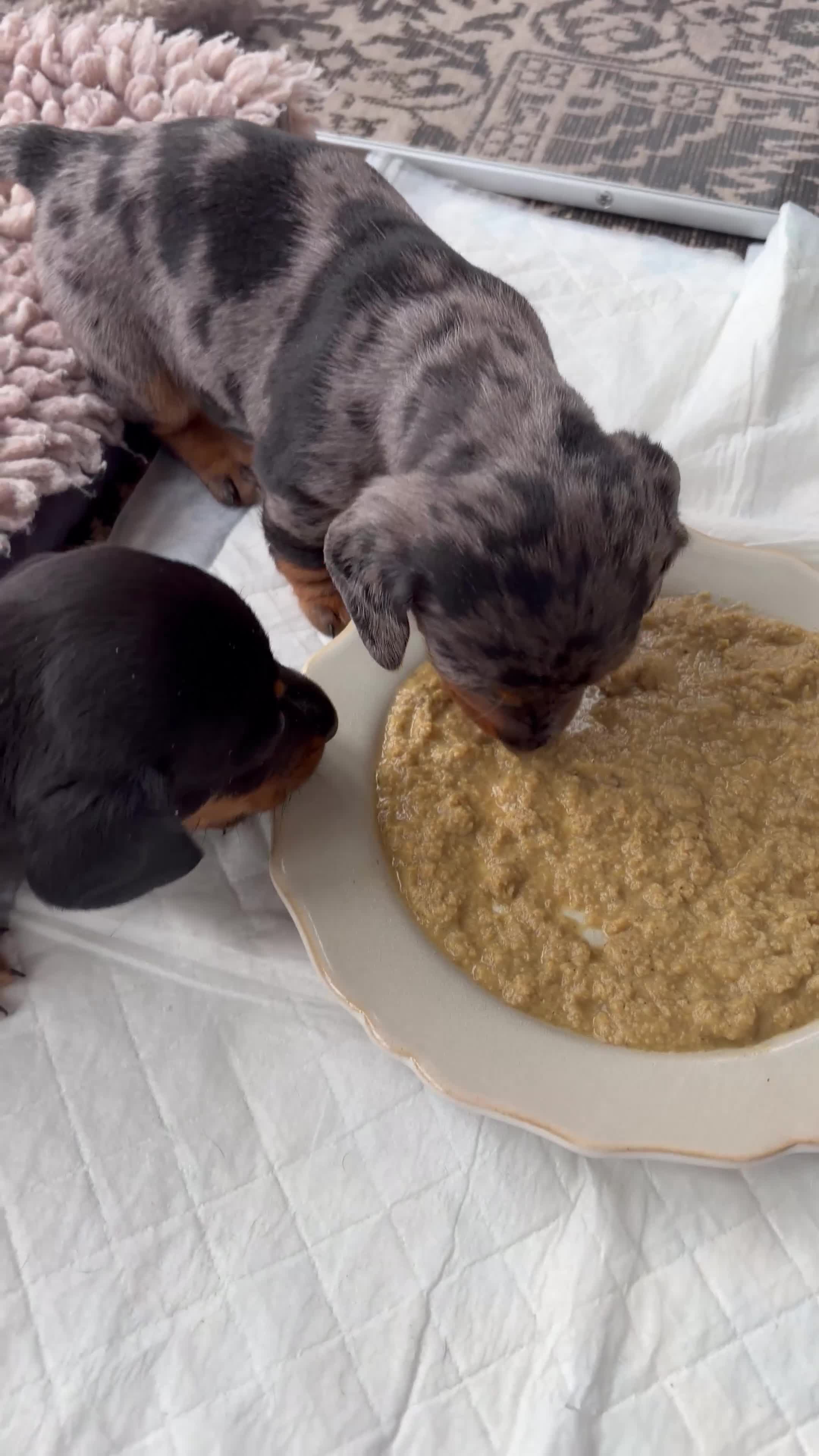 Miniature Dachshund dogs for sale: 2 x Miniature dachshund girls !  in Lincoln - Video 1