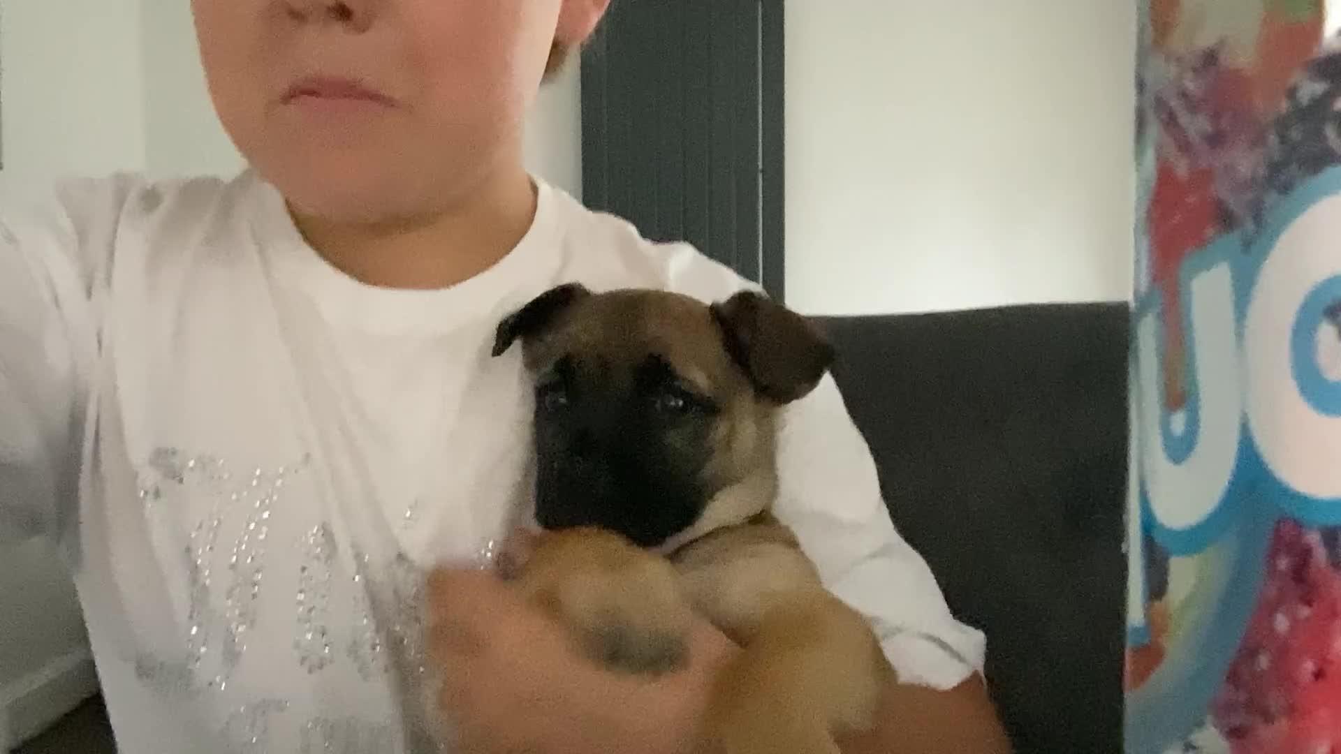 Mixed Breed dogs for sale: Pug x terrier - Video 1