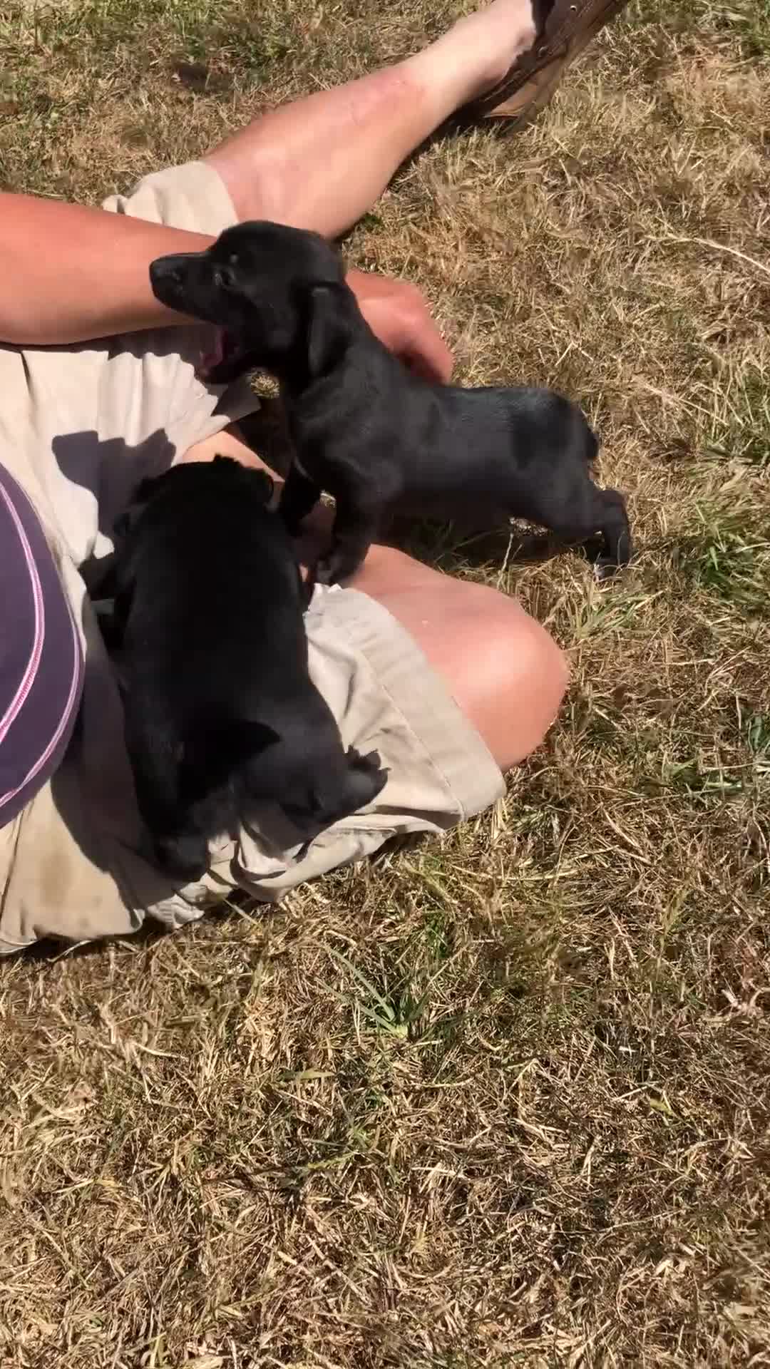 Jack Russell dogs for sale: Lovely smooth coated short legged pups - Video 1