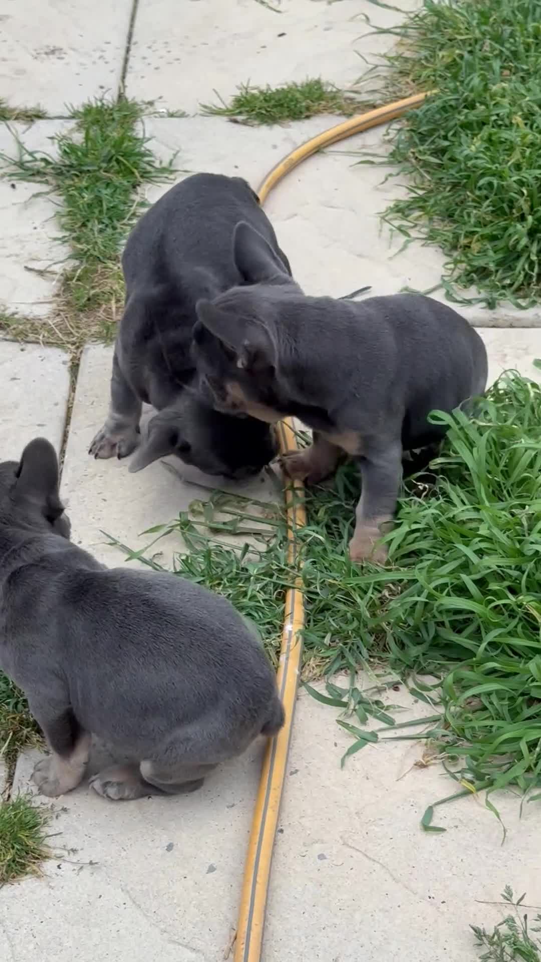 French Bulldog dogs for sale: Top Quality French Bulldog Puppies - Video 1