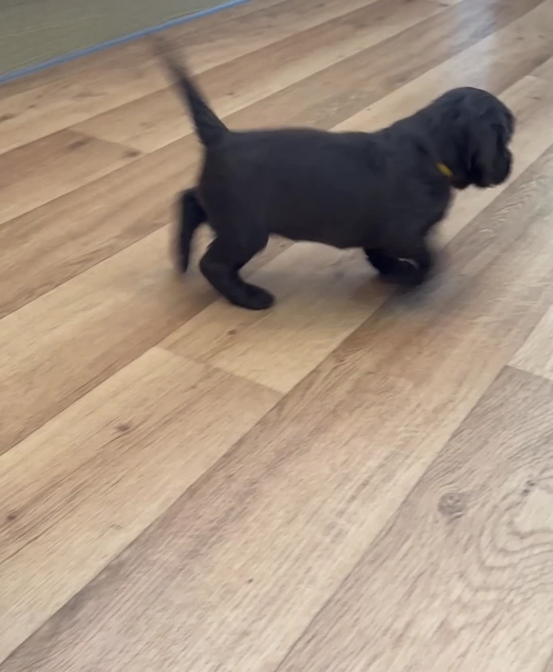 Cocker Spaniel dogs for sale: Top Working Line Cocker Spaniel Puppies in Bedlington - Video 2