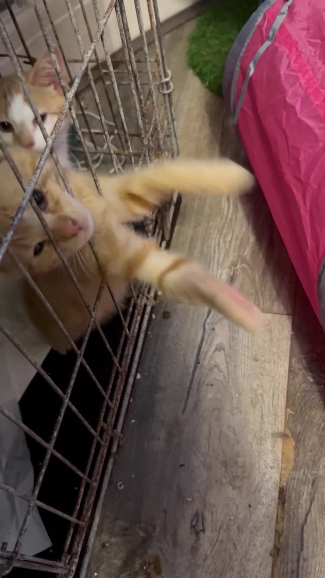 Domestic Shorthair cats for sale: Gorgeous brown tabby girl  - Video 1