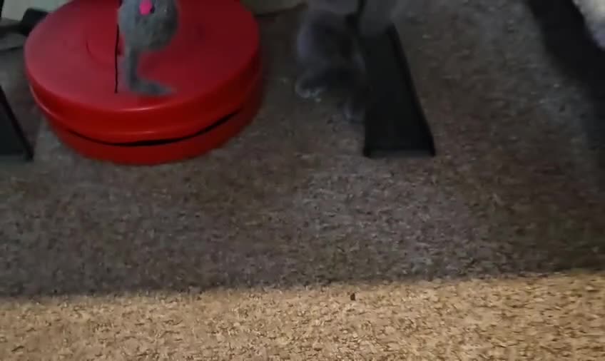 Russian Blue cats for sale: Pure Russian blue kittens. READY TO LEAVE  - Video 2