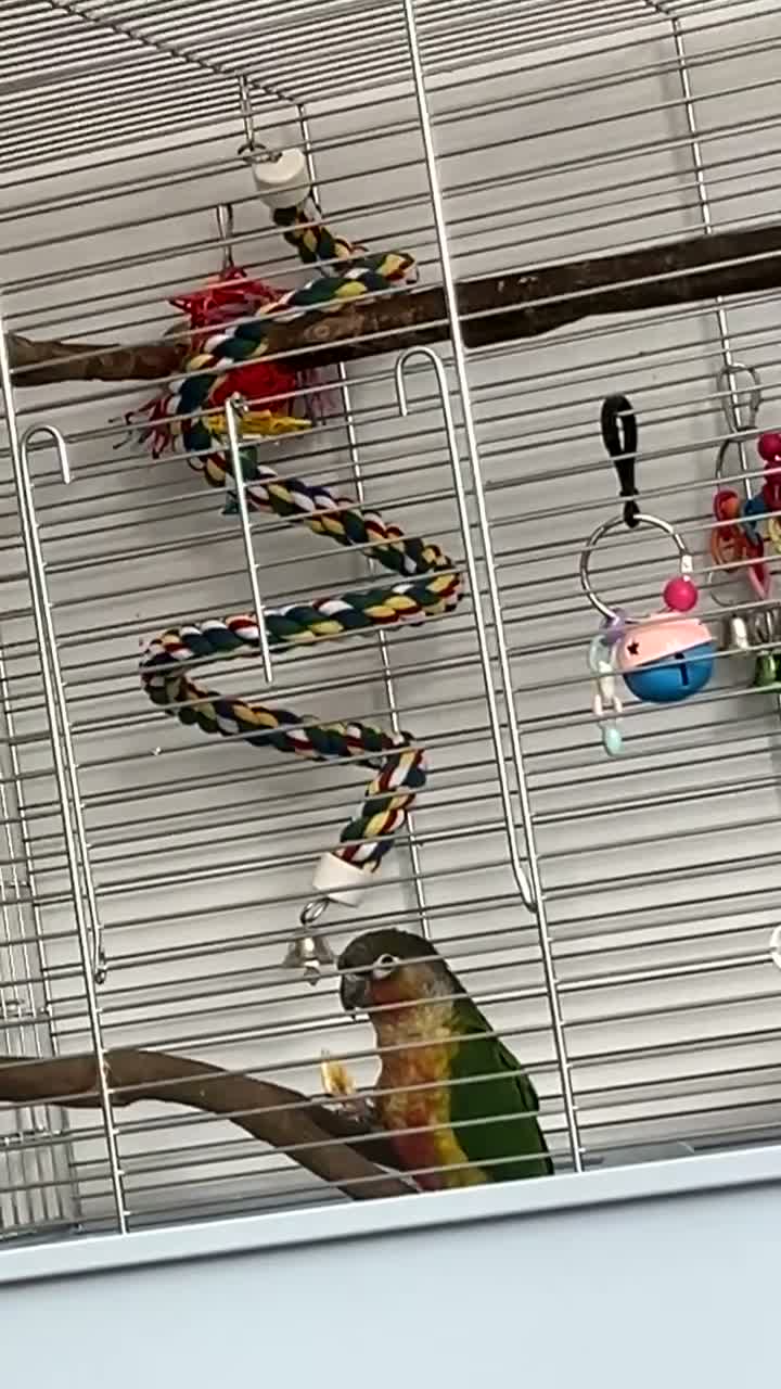 Conures birds for sale: green cheeked conure NEED GONE ASAP - Video 1