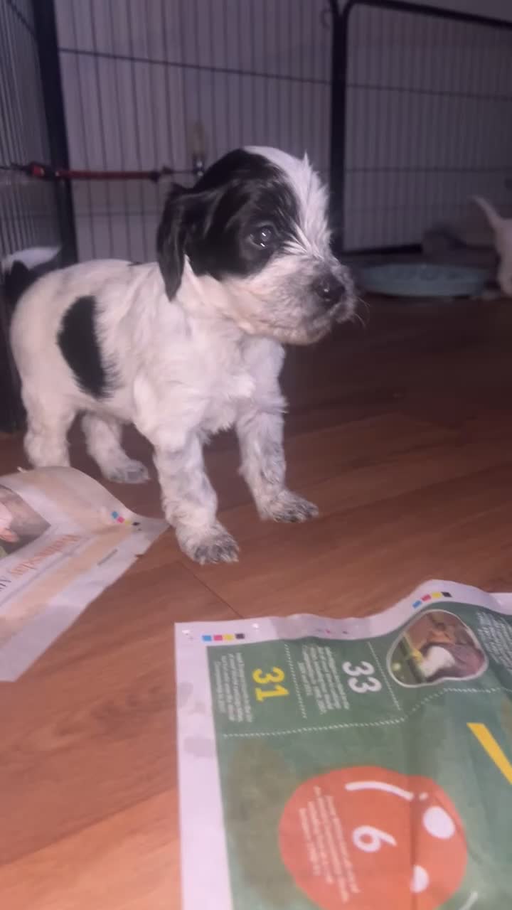 Cockapoo dogs for sale: Beautiful cocopoo puppies ready middle of may  - Video 1