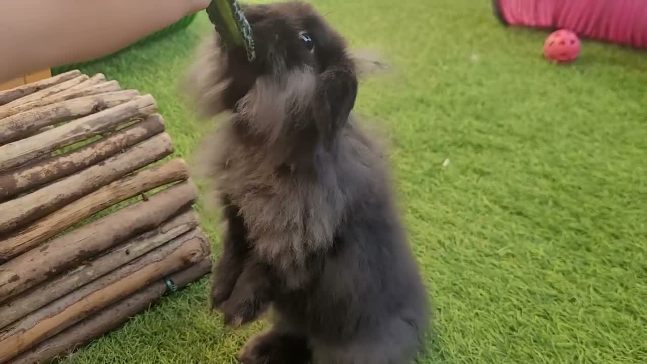 Mini Lop rabbits for sale: Beautiful Mini Lion Lop - READY TO LEAVE - Video 2
