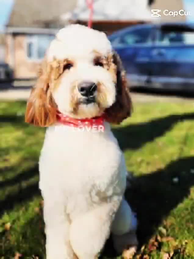 Labradoodle dogs for stud: Mr Lover Lover -"Bandit" Mini Labradoodle STUD in Bury Saint Edmunds - Video 2