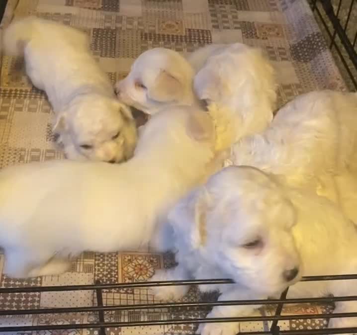 Maltese dogs for sale: Stunning Purebred Maltese Puppies Ready 17th Sept - Video 1