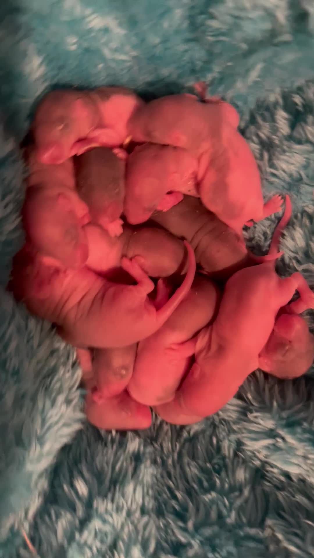 Rat rodents for sale: Baby rats looking for 5*homes only  - Video 1