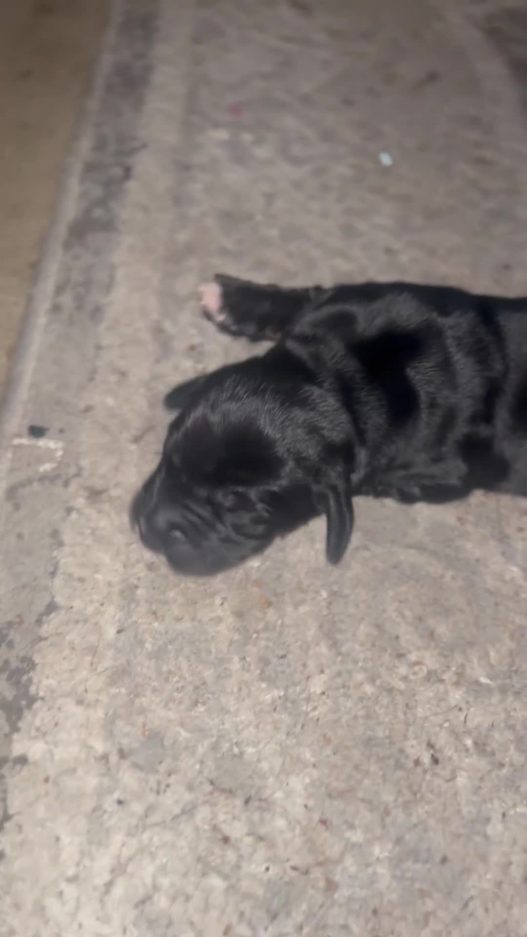 Cockalier dogs for sale: ‼️‼️Best ** grift ever‼️‼️ - Video 2
