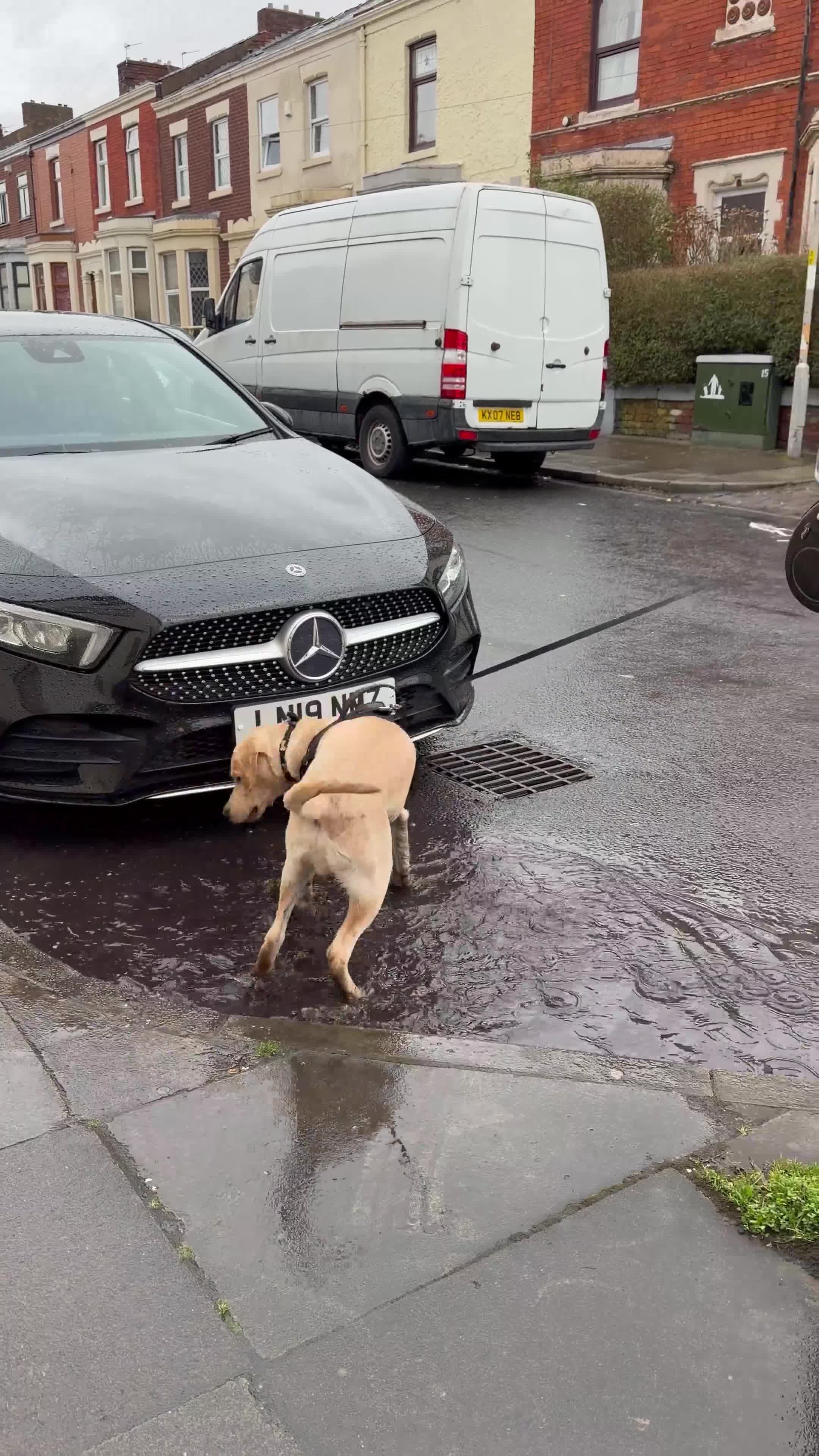 Labrador Retriever dogs for sale: 7 months Old Labrador - Video 1