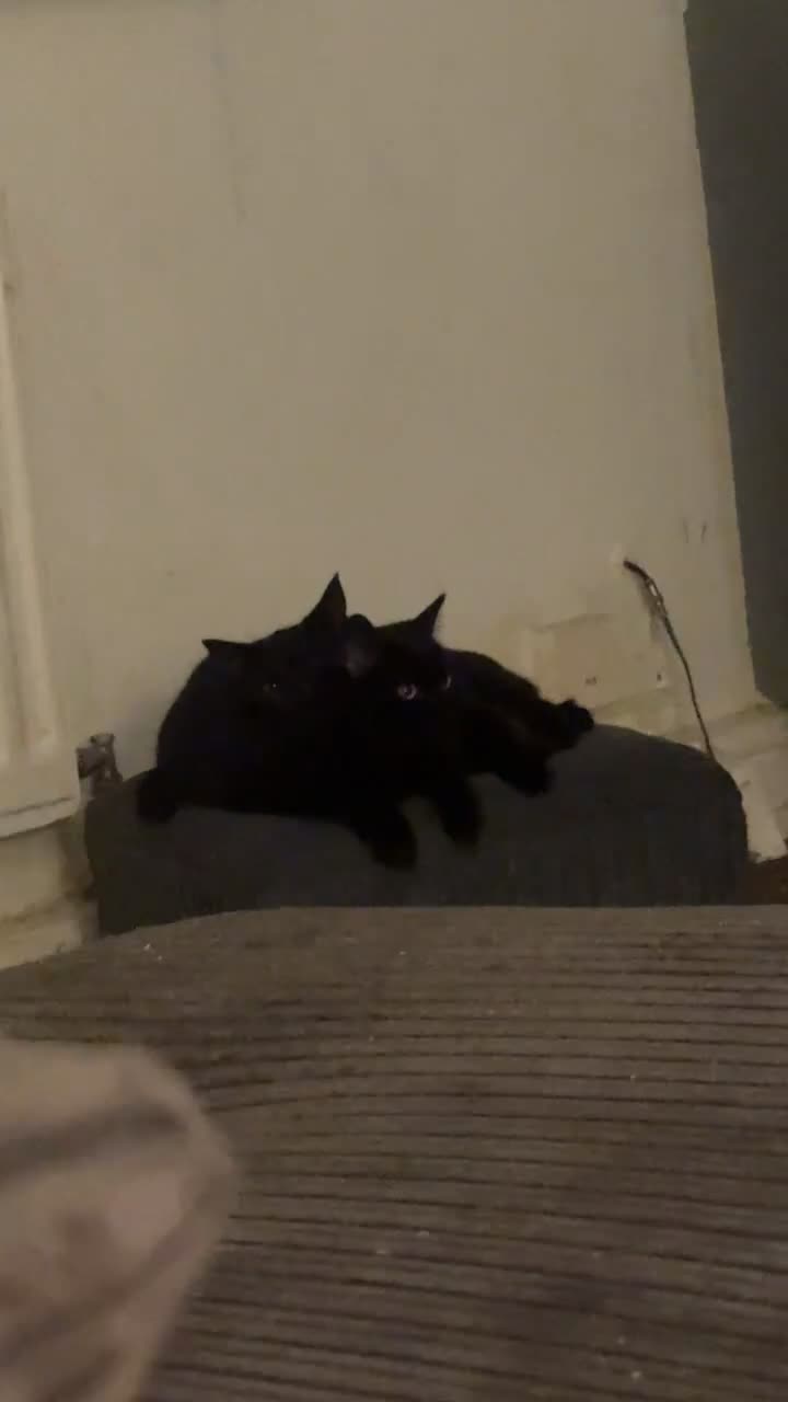 Mixed Breed cats for sale: Rehoming our cats - Video 3