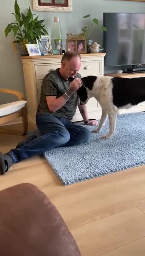 Mixed Breed dogs for adoption: 🐾 Meet Nala 🐾 - a loyal girl - for a Loving Home - Video 1