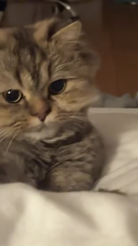 British Longhair cats for sale: British Longhair mum + 5 kittens (available soon) in Stanmore - Video 1