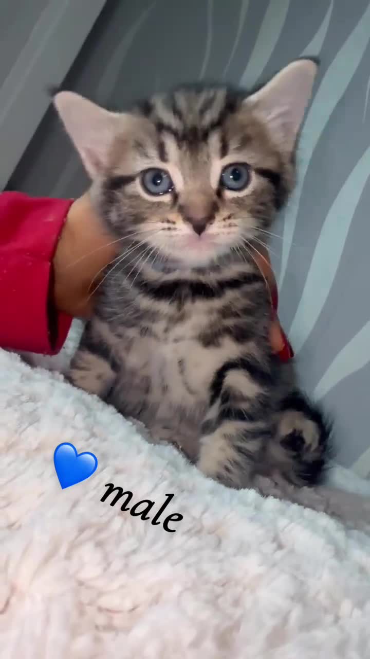 Mixed Breed cats for sale: 4 kittens for sale - Video 1