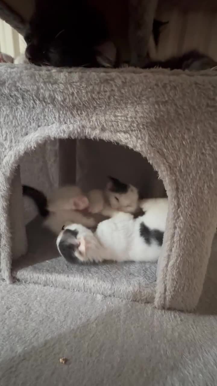 Mixed Breed cats for sale: Seven Tiny Adventures Waiting for Their Families - Video 1