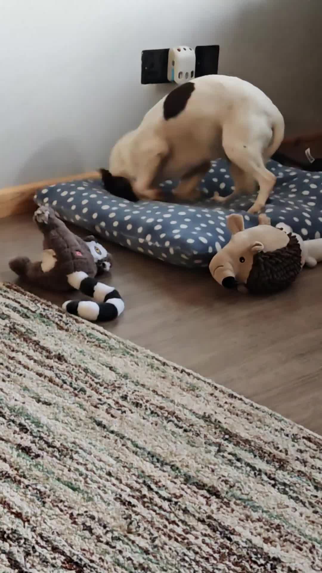 Mixed Breed dogs for sale: Looking for a forever home - Video 1