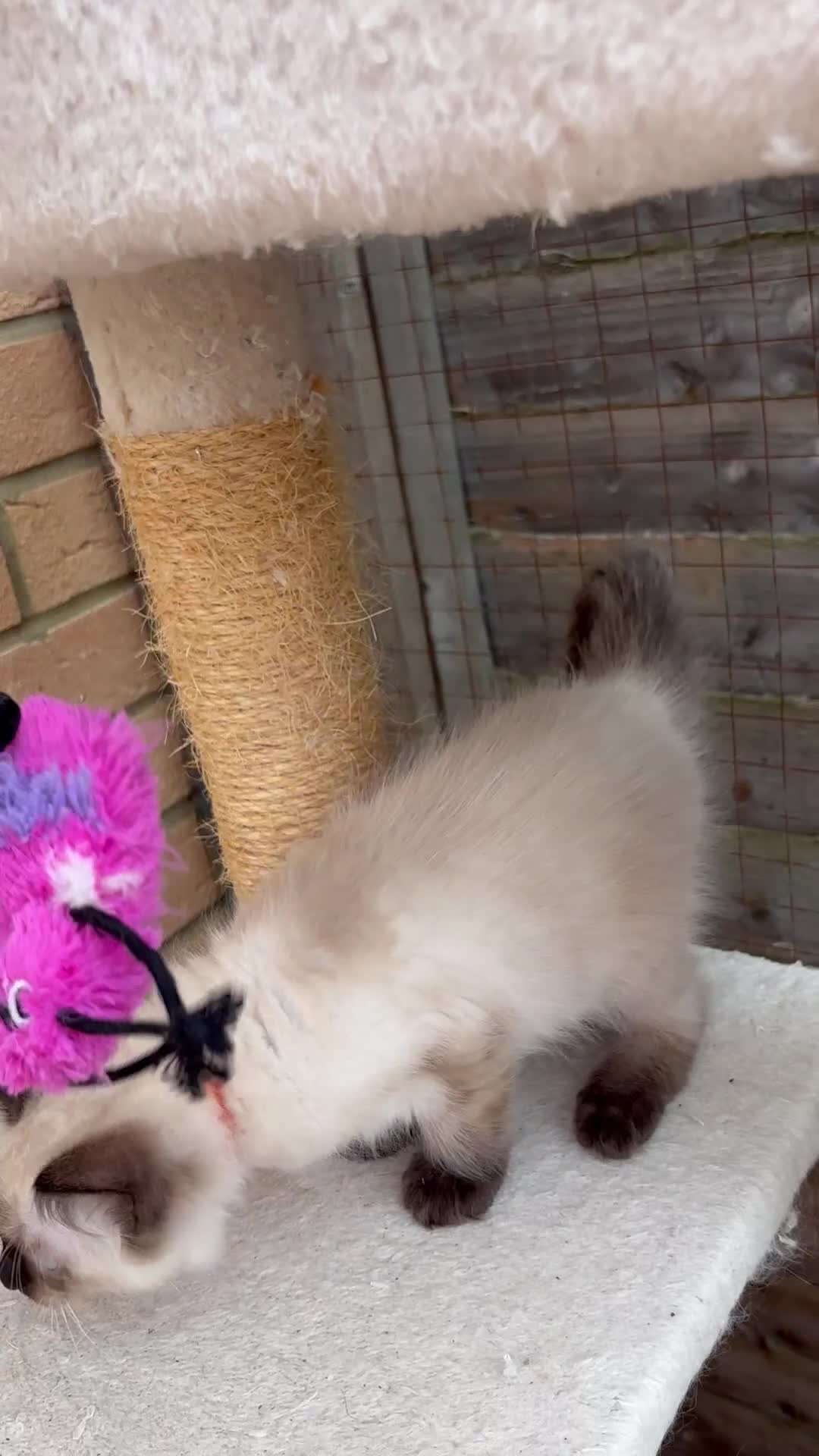 Ragdoll cats for sale: 🥰 Beautiful Radoll Kittens 😍 2 kitten left - Video 3