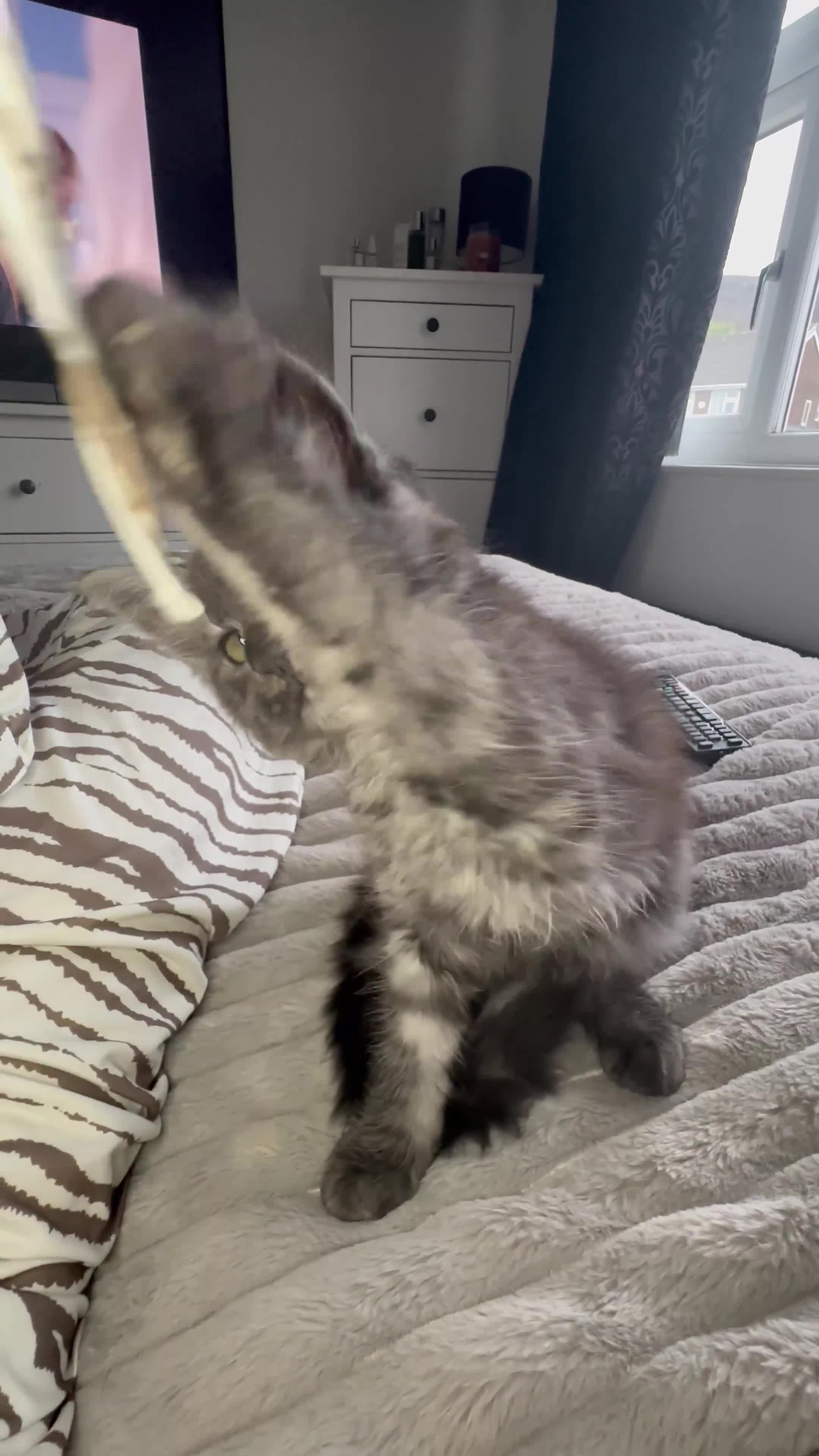 Maine Coon cats for sale: XXL Maine Coon Kittens Double TICA Champion lines  - Video 1