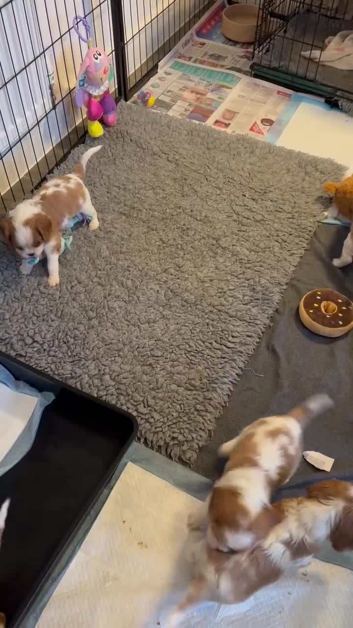 Cavalier King Charles Spaniel dogs for sale: Fully Health Tested Cavalier King Charles Spaniels in Rugby - Video 2