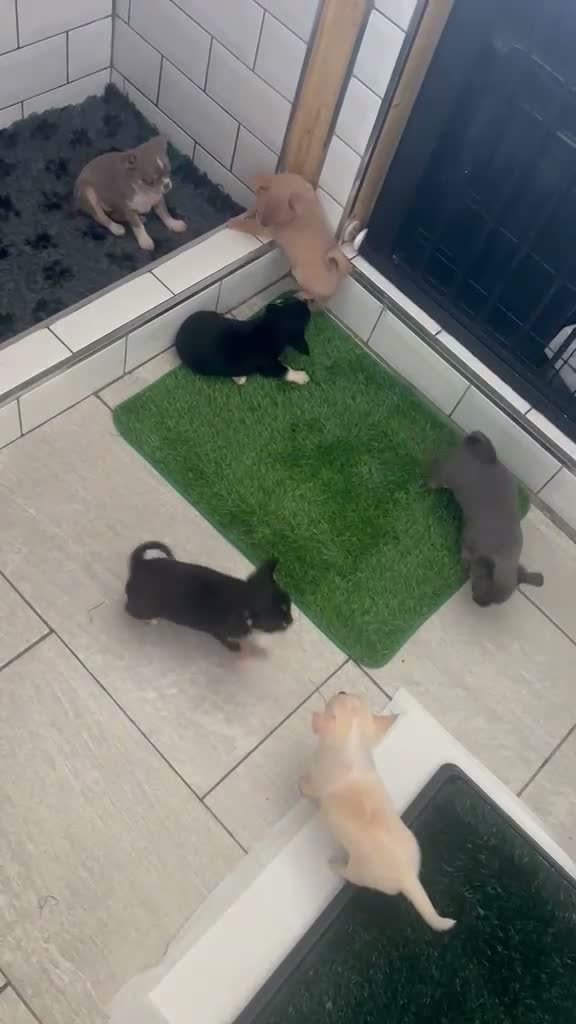 Chihuahua dogs for sale: KC tan girl puppy in South Shields - Video 1