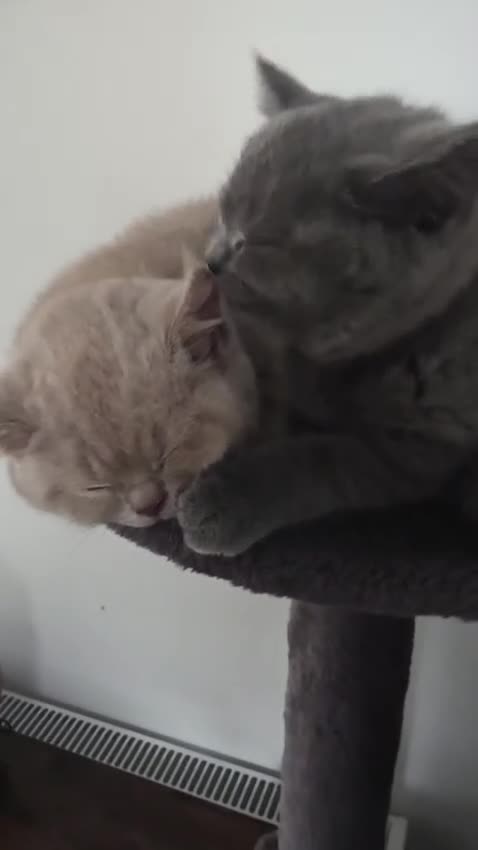 British Shorthair cats for sale: Last 2 girls available  - Video 1