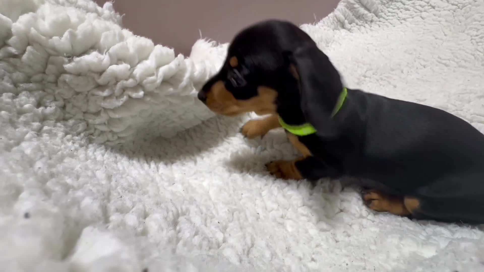 Dachshund dogs for sale: 5 gorgeous Dachsund puppies - Video 4