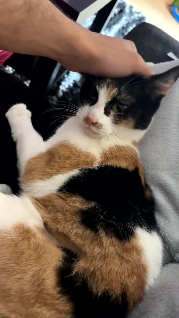 Domestic Shorthair cats for sale: bubbles  - Video 2