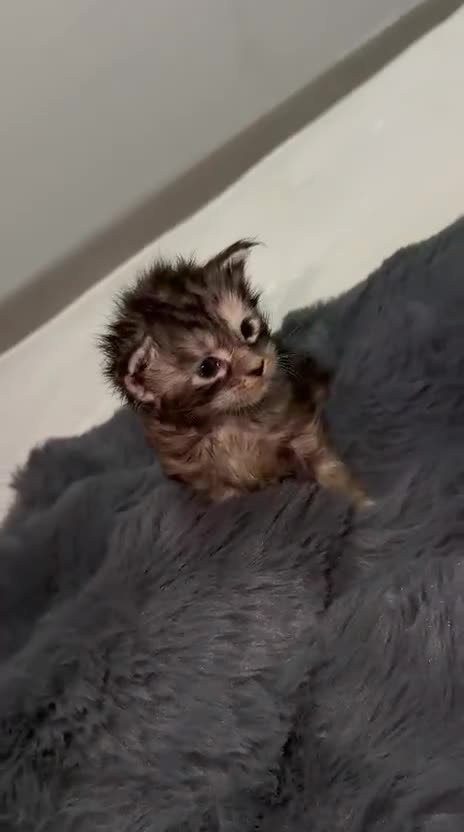 Maine Coon cats for sale: TICA REGISTERED MAINE COON KITTENS  - Video 2