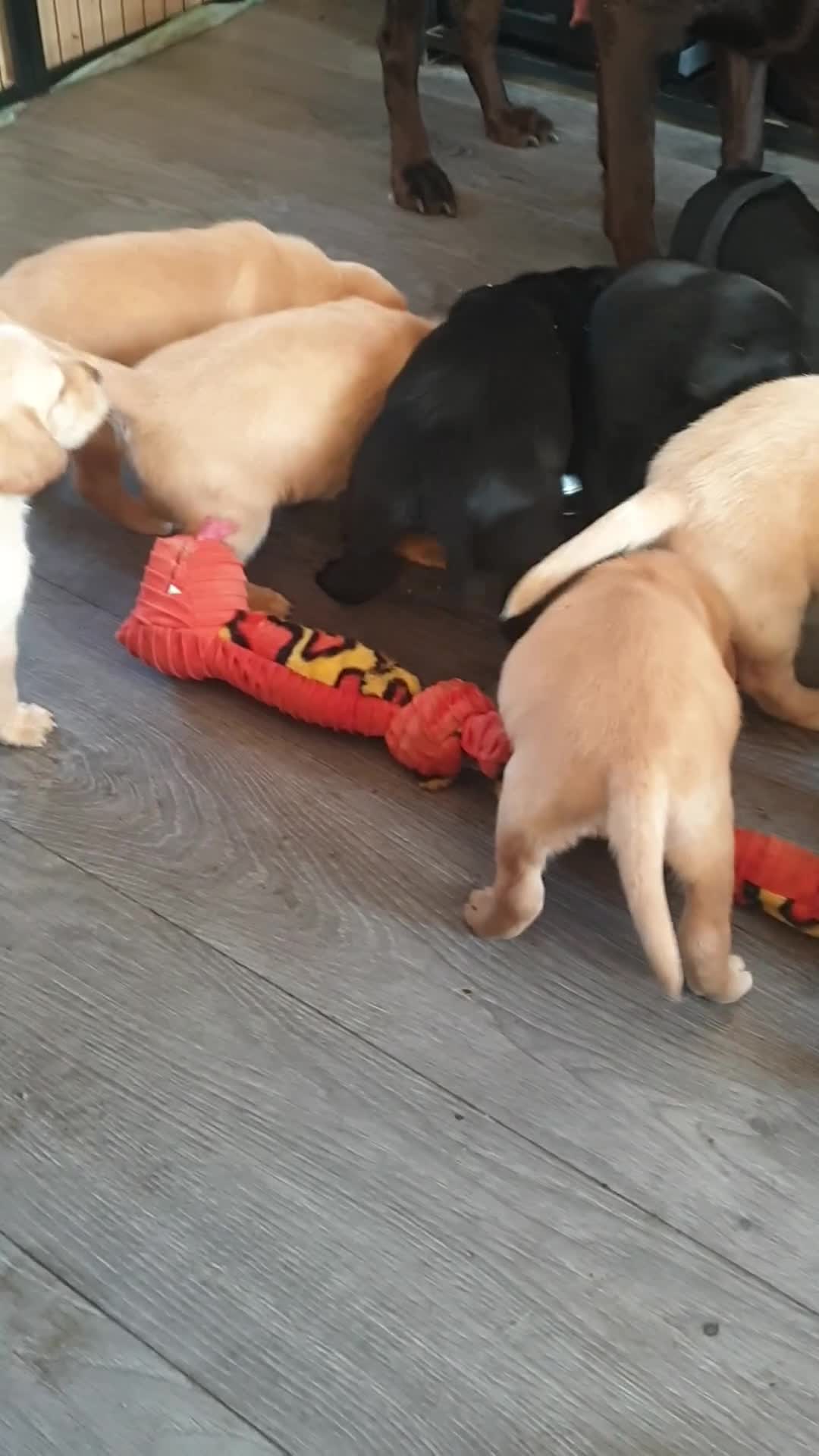 Mixed Breed dogs for sale: Labrador x pointedor pups in Manchester - Video 2