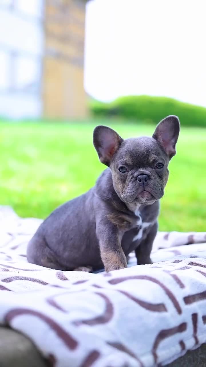 French Bulldog dogs for sale: FRENCH BULLDOG WITH FLUFFY &CURLY (C2) - Video 1