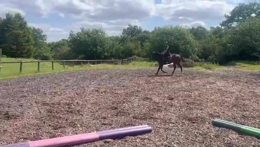 English Thoroughbred horses for sale: Beautiful tb gelding for sale - Video 4