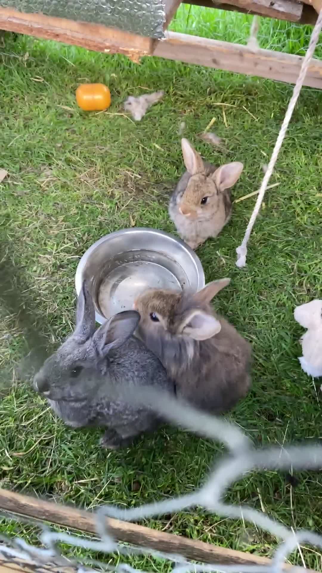 Mixed Breed rabbits for sale: Baby rabbits 10 available  in Telford - Video 1