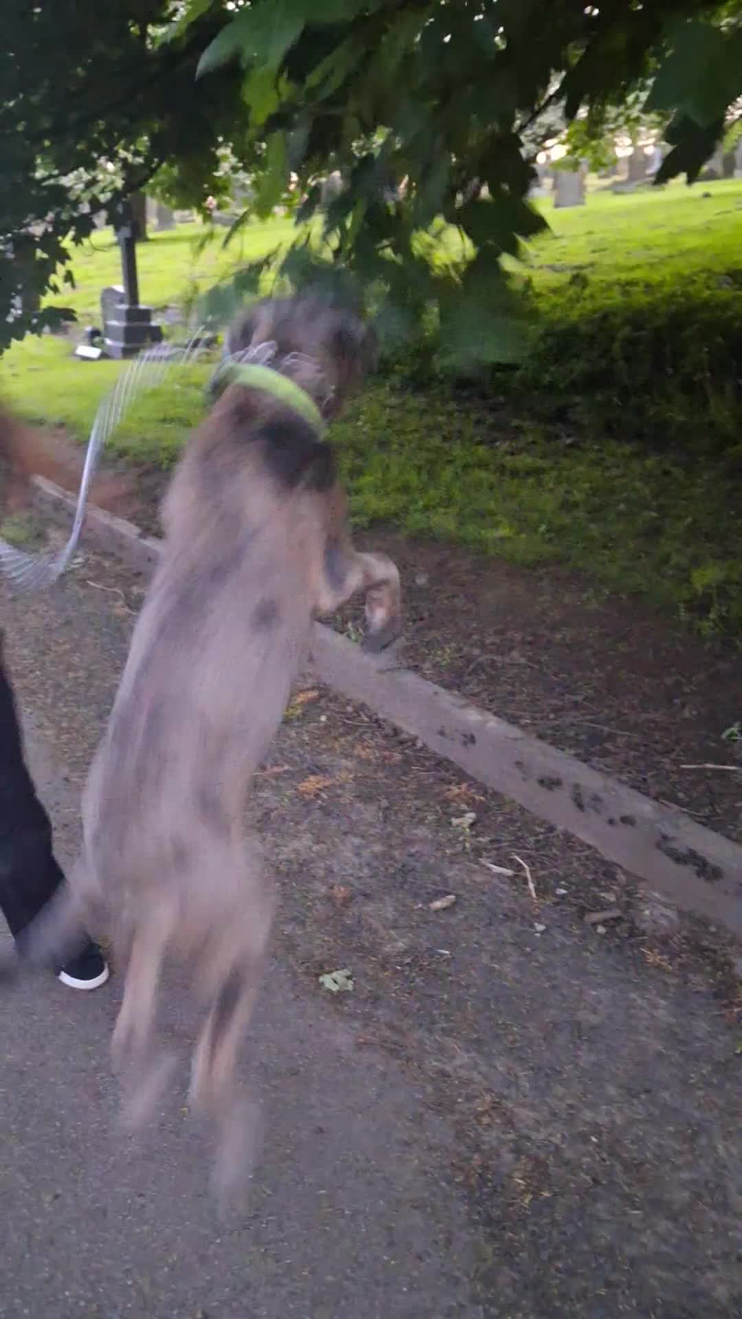 Cane Corso dogs for sale: Merle Cane Corso - Video 1