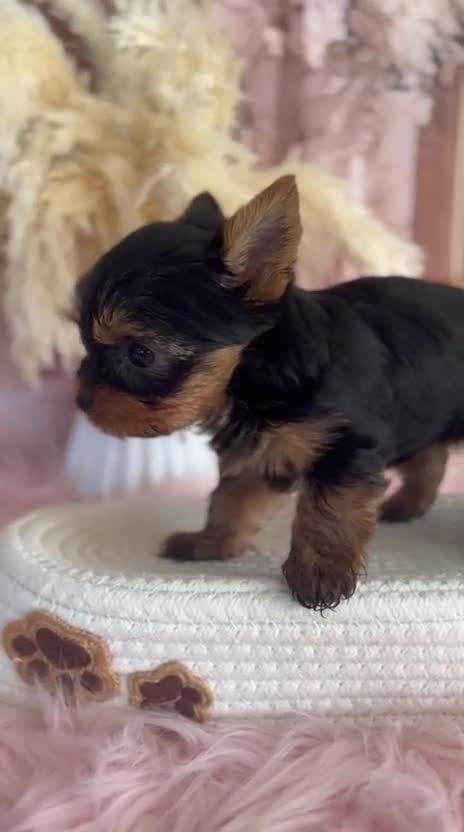 Yorkshire Terrier dogs for sale: Our amazing five pups are fully registered - Video 1
