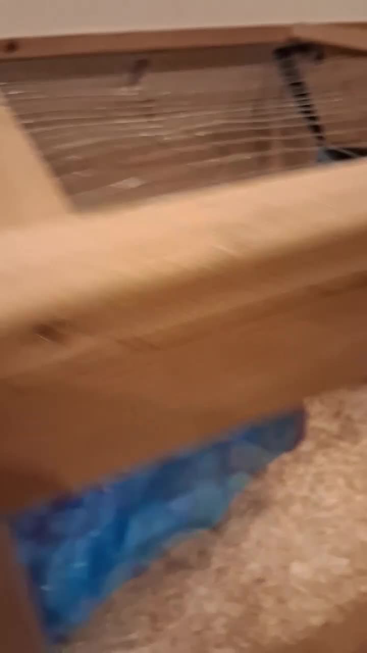 Ferret rodents for sale: 2 male ferrets  - Video 1