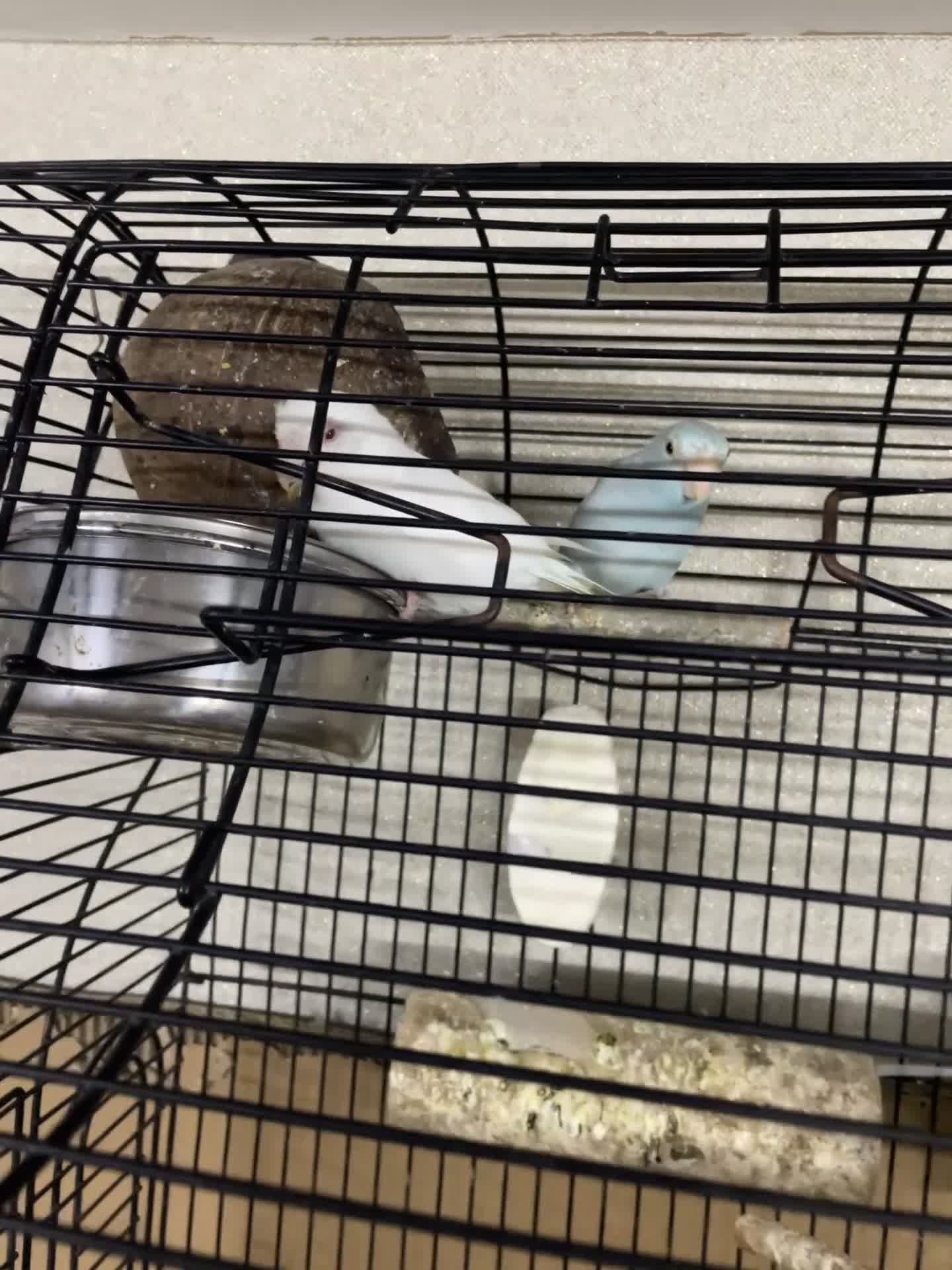 Mixed Breed birds for sale: Beautiful parrotlets  in Birmingham - Video 1