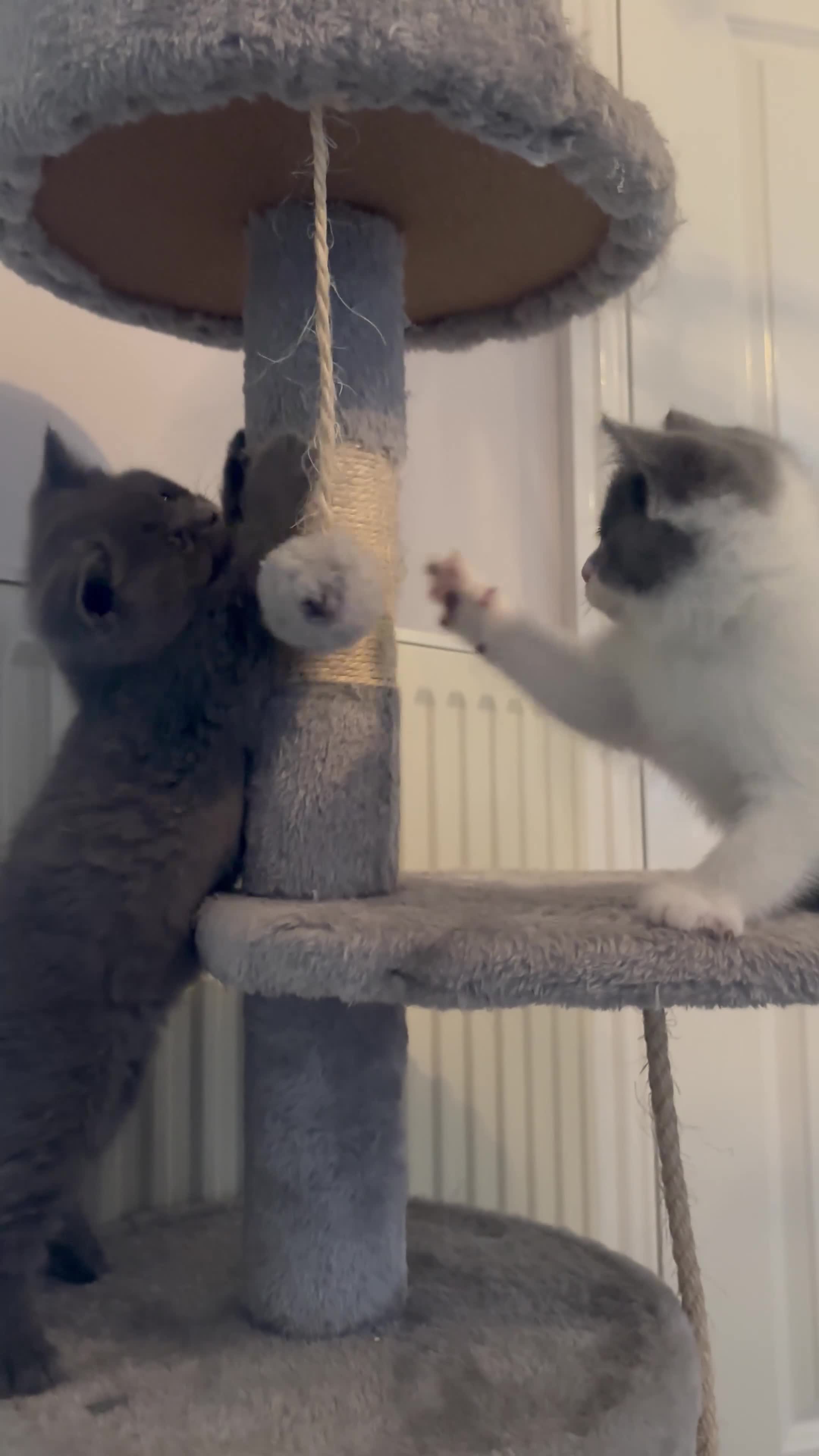 British Shorthair cats for sale: GCCF Pedigree British Shorthair Kittens  - Video 1