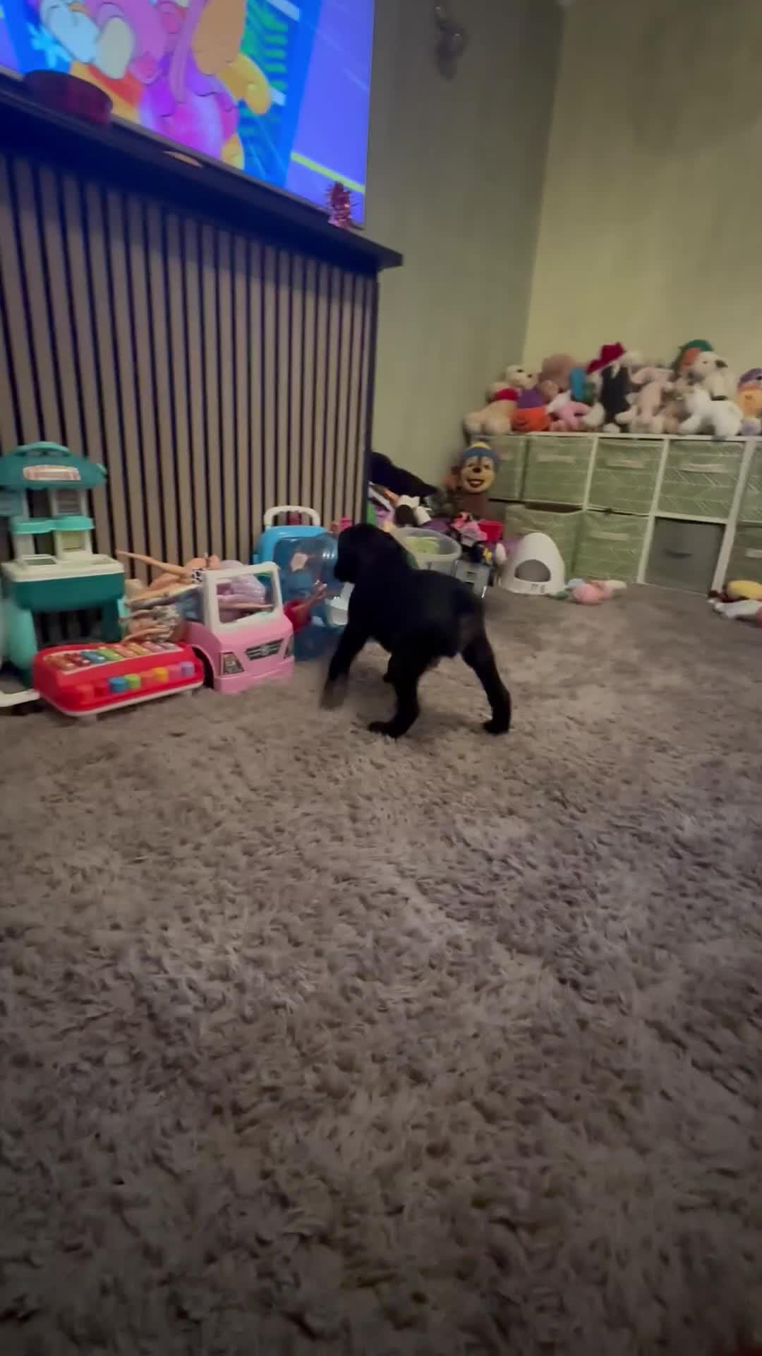 Mixed Breed dogs for sale: Lab- Cane Corso Puppies Looking for Loving Homes  - Video 3