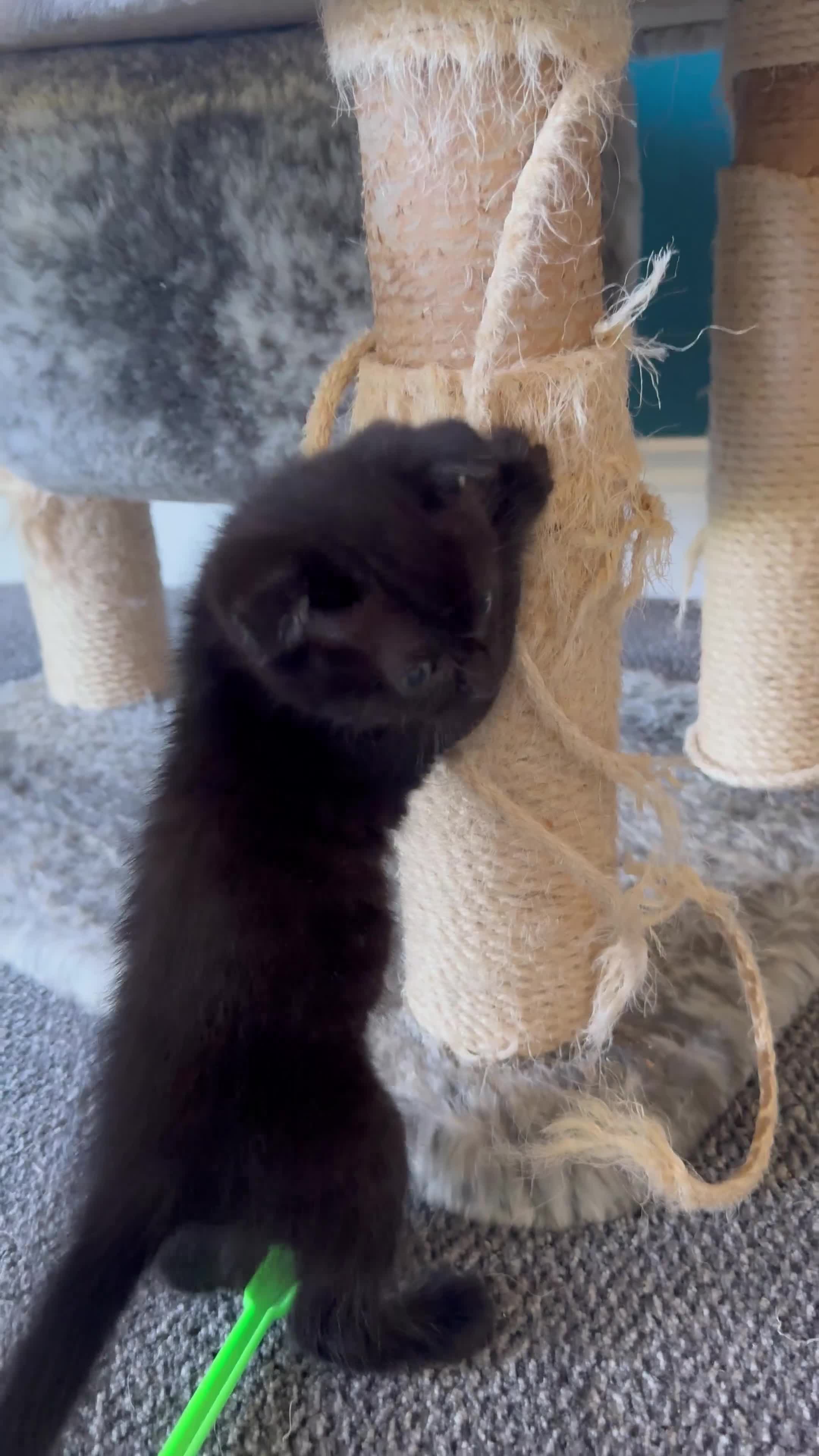 Scottish Fold cats for sale: Scottish fold cross - Video 2