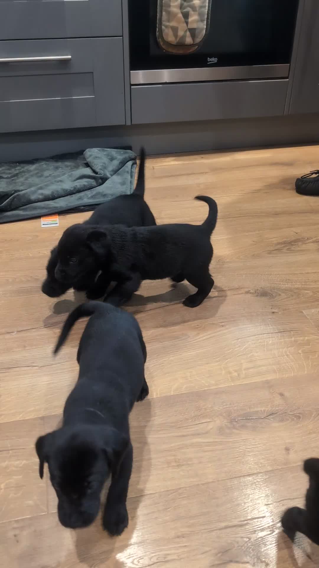 Labrador Retriever dogs for sale: 2 boys left - Stunning KC Reg Black Lab puppies - Video 2