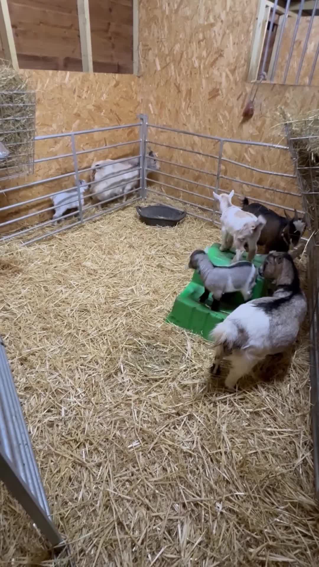 Goats livestock for sale: Beautiful Pygmy goat kids - stunning colours  - Video 1
